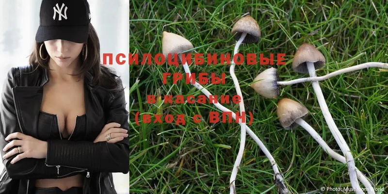 Псилоцибиновые грибы Psilocybe  как найти закладки  Козьмодемьянск 